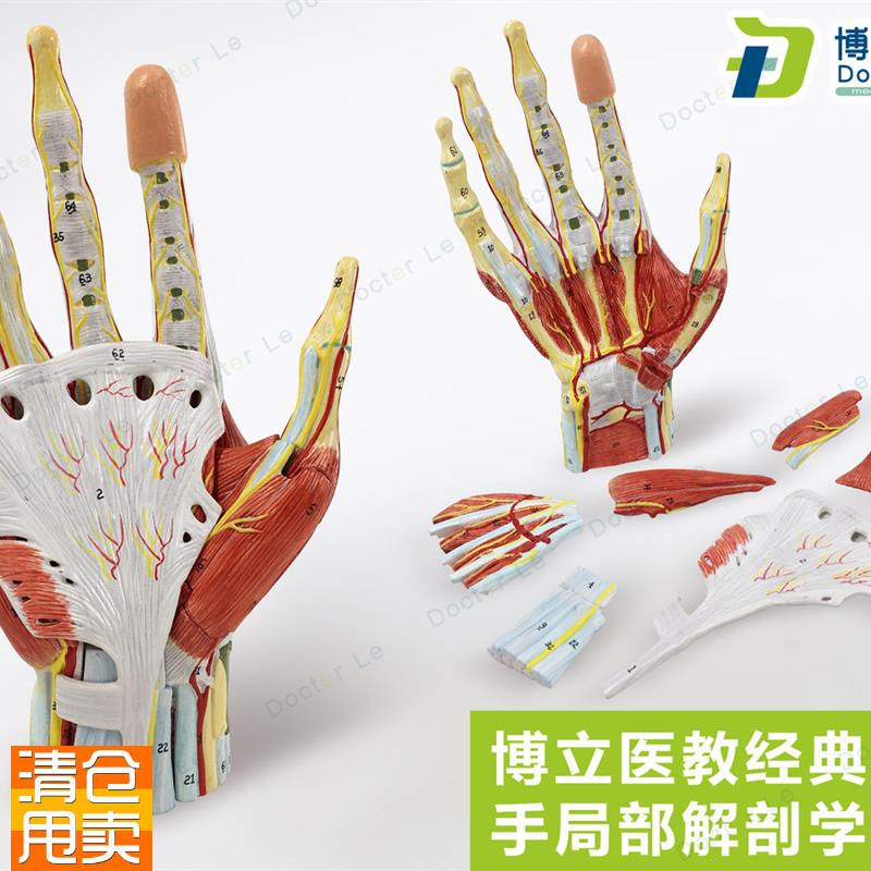 手局解手肌附血管神经手局部解剖学模型K手掌解剖手部肌肉血管教
