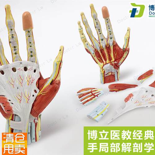 手局解手肌附血管神经手局部解剖学模型K手掌解剖手部肌肉血管教