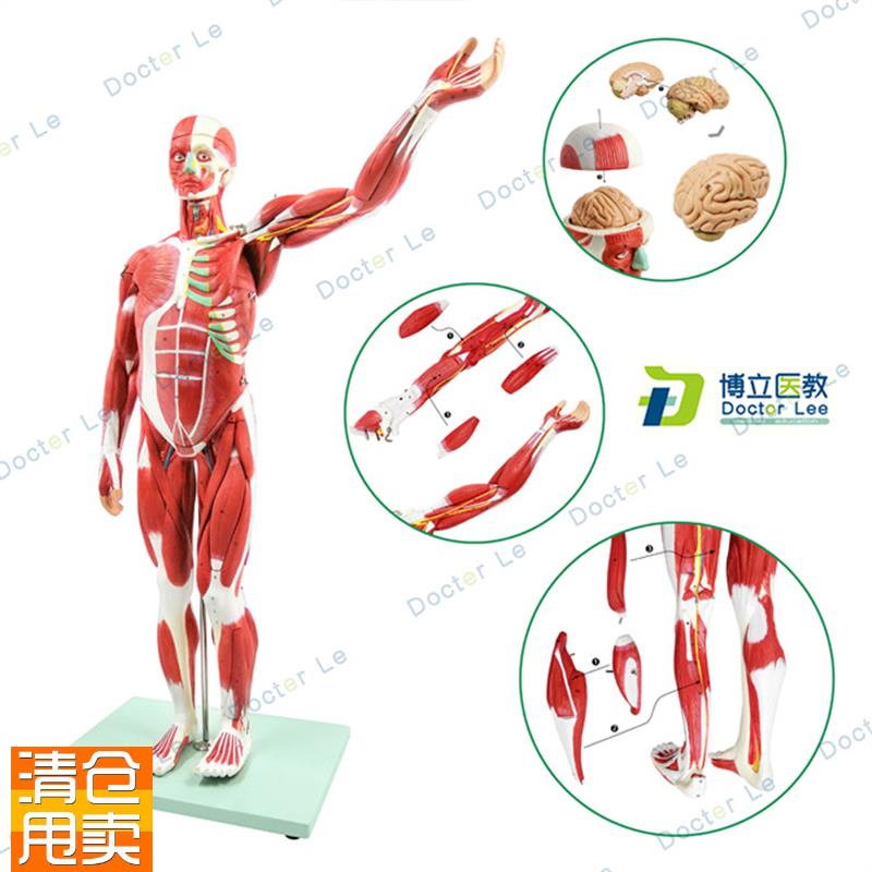 人体肌肉模型美h术仿真骨骼肌肉组织解刨模型健身医用教学模型
