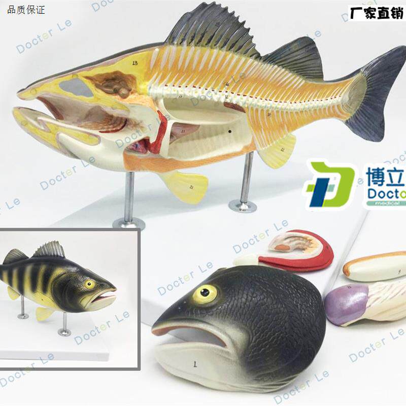 鱼解剖模型水产养殖专业科学教学实验模型P生物动物模型