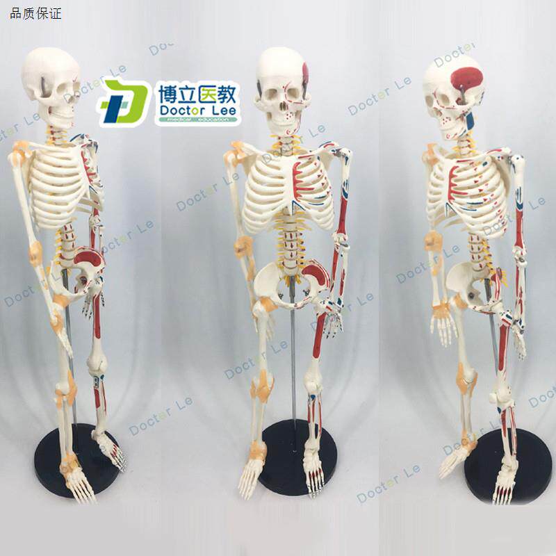 人体骨骼85CM人体骨架软腰椎悬挂式附脊椎神经根f脊椎动脉模型