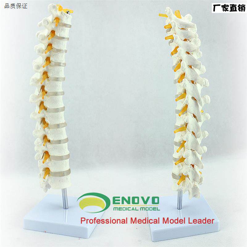 ENOVO医学1:1人体胸椎模型脊椎腰椎颈U椎胸椎正骨骨科骨骼模型