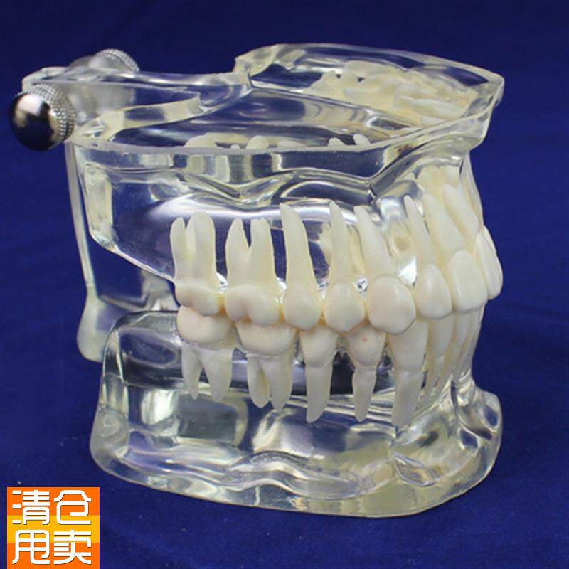 颐诺正品透明成人标准牙齿模型口腔G牙齿科标准牙列模型牙医颌面