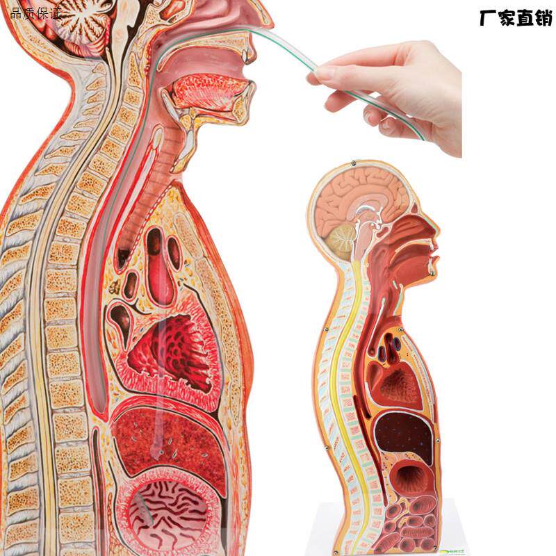 ENOVO颐诺鼻U胃插管模型