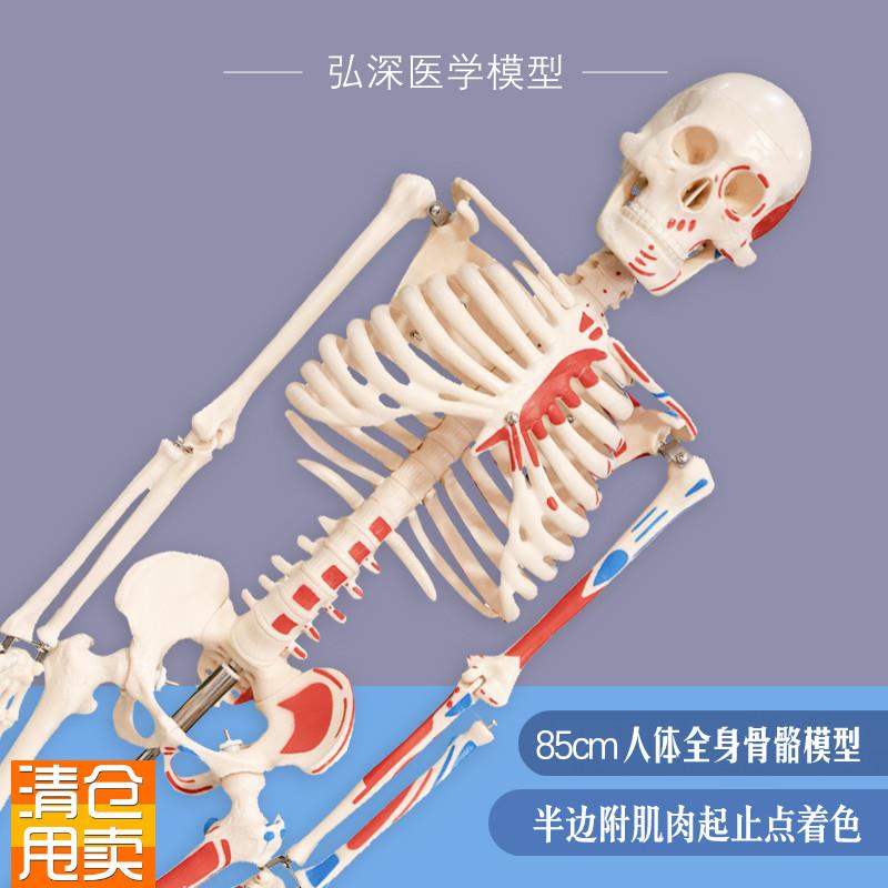 人体骨骼模型85cm全身骨v架骷髅骨头半边肌肉着色骨科康复医学教