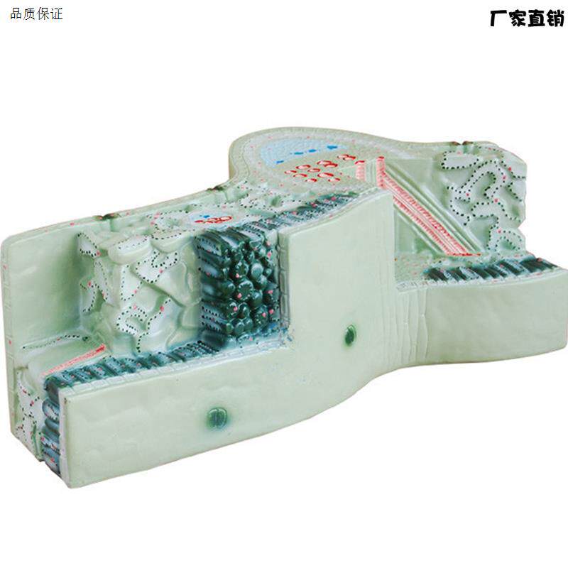 植物模型树叶构造叶脉纵横d切面细胞组织模型立体生物教学模型展