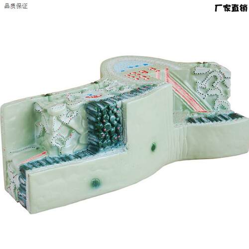 植物模型树叶构造叶脉纵横d切面细胞组织模型立体生物教学模型展