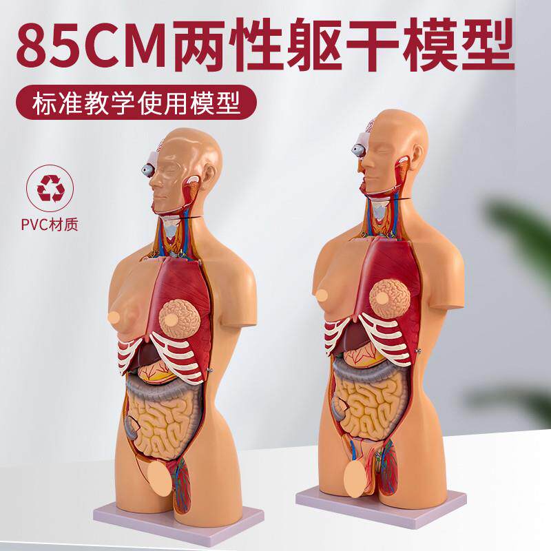 85CMa人体解剖模型器官可拆23部件卸医学心脏内脏模型玩具躯干