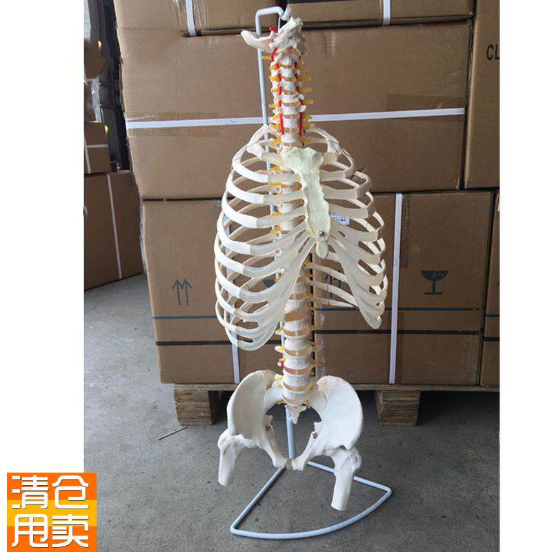 1比1人体胸腔模型仿真脊柱骨盆头骨成人I肋骨医用健身瑜伽美术艺