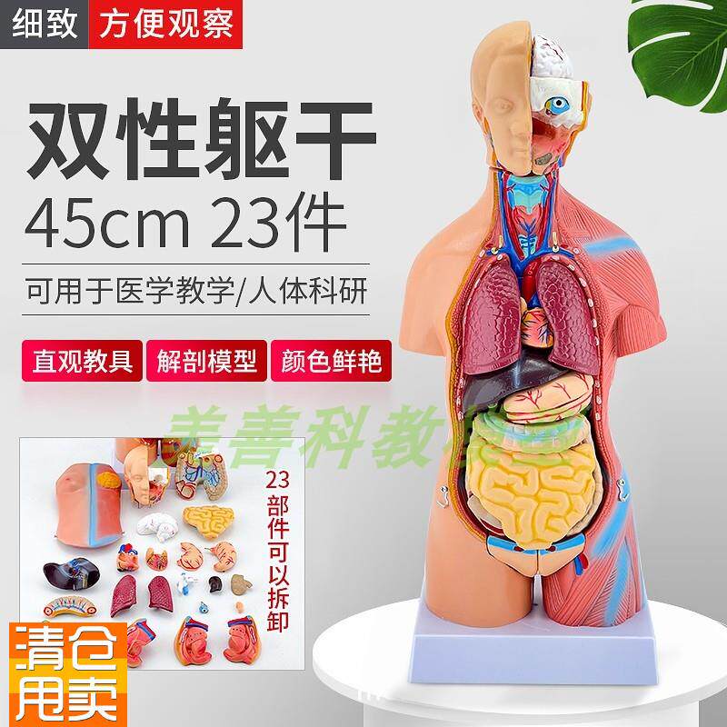 45CM人体模型解剖心脏骨骼全z身结构医学器官两性躯干内脏拼图儿
