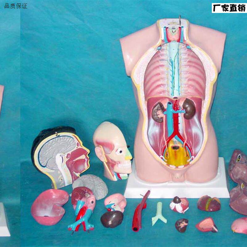 85CM人体内Z脏解剖人体构造内脏模型人体D模特人体模型