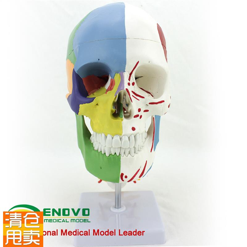ENOVO颐诺医用人体头骨颅骨模型头骨分区肌R肉模型神经骨科教学