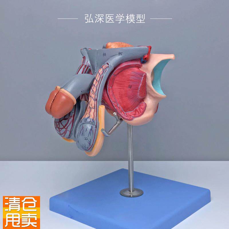 A15102男性生殖n器官结构模型膀胱矢状切面5部件72个部位指示标志