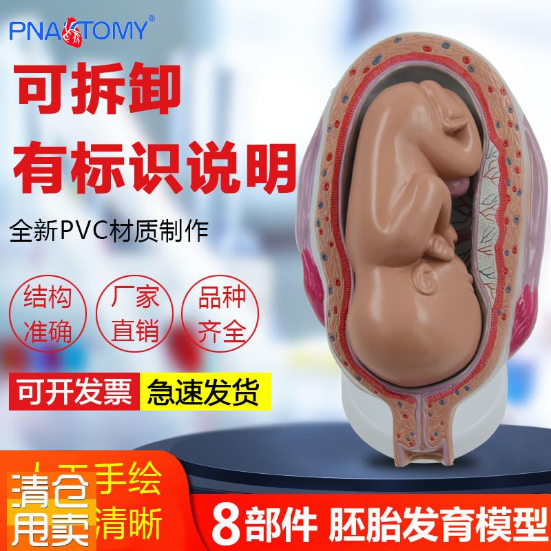 女性妊娠胚胎演j变胎儿发育过程演示怀孕妇产科医用教学模型标本