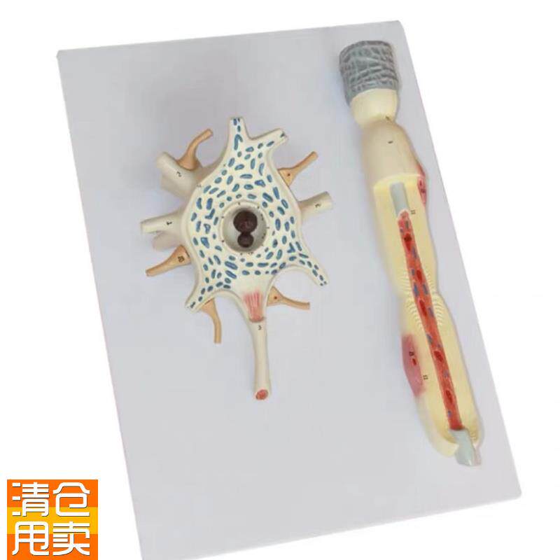 人体自主b神经元胞体和神经纤维结构放大解剖模型医用大脑解神经