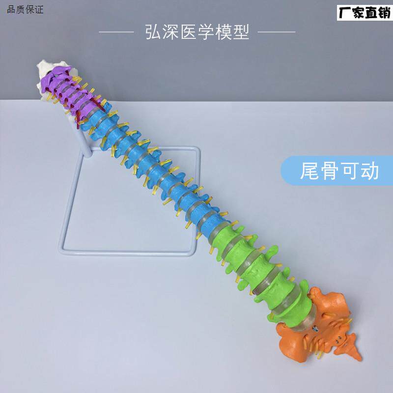 人体脊柱模型彩色分区一比一脊椎尾骨骼可o动弯曲颈胸腰椎间盘教