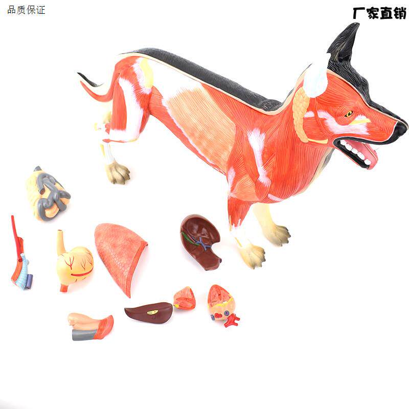 ENOVO颐诺狗解剖模型犬S器官组织肌肉脏器标本畜牧兽医动物解剖