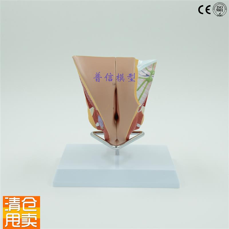 普信女性a内外生殖器系统模型睾丸模型计划生育用品子宫模型