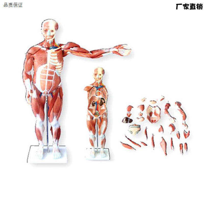 人体全身肌肉解剖模型80CM(27件可拆a卸医用人体肌肉解剖教学模型