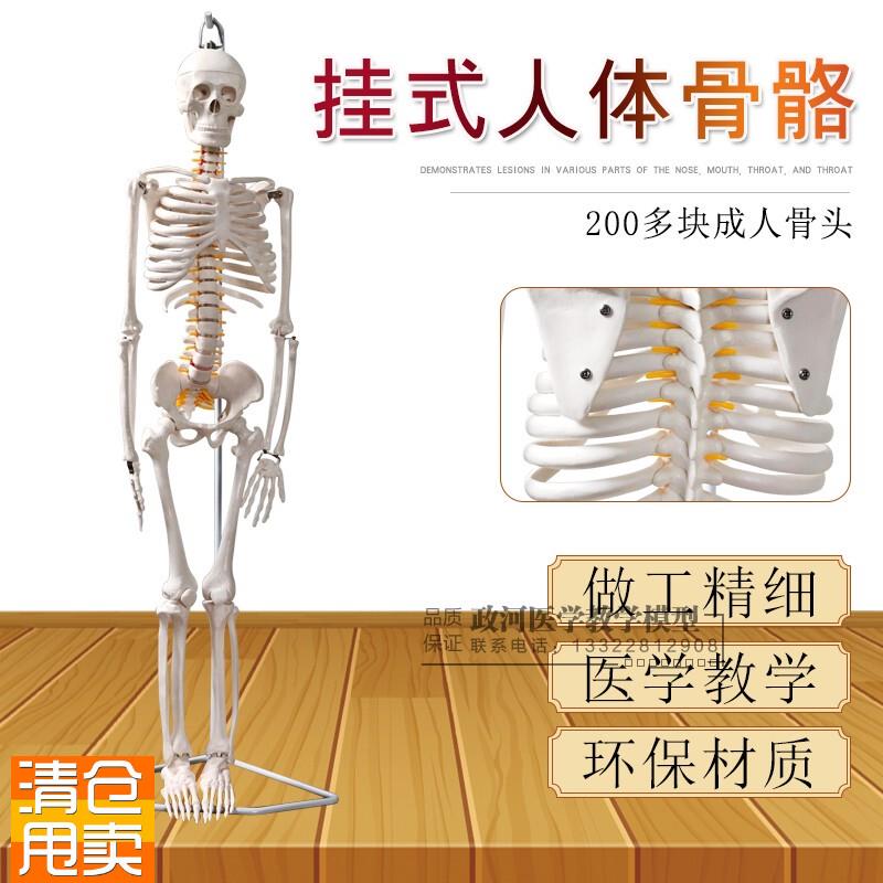 85CM人体骨j骼模型可活动医用教学模型骷髅骨架标本脊柱模型