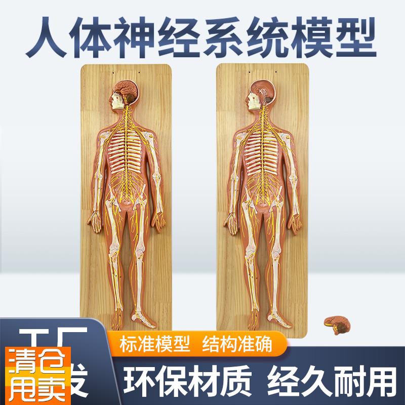 人体神经系统模型标准医学解剖中枢神经人体生物实验系Z统教学仪
