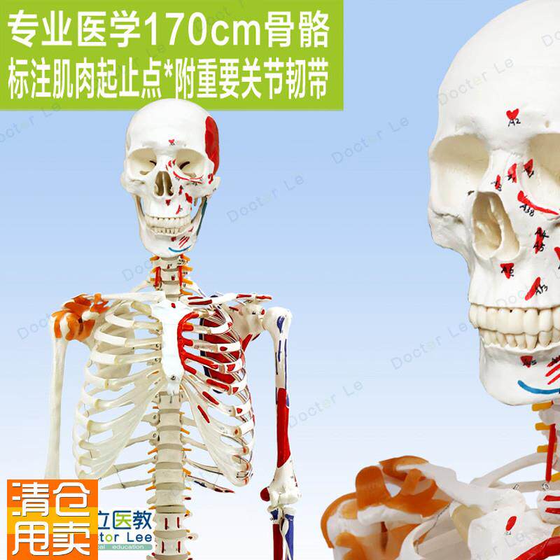高端医用170CM骨p架附肌肉标识韧带脊柱解剖人体骨骼模型