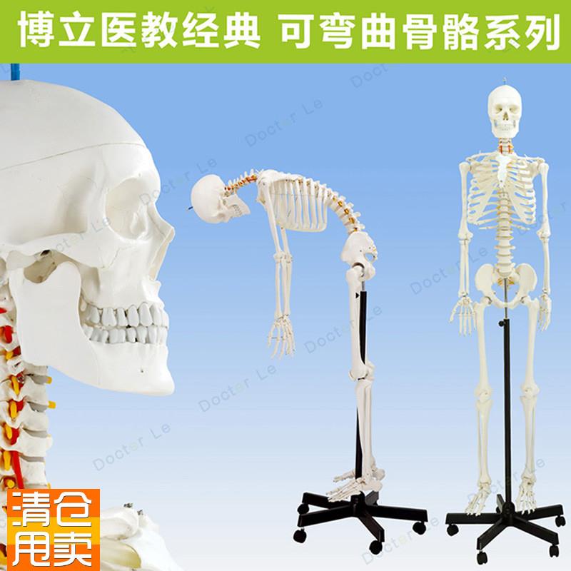专业170cm人体骨骼骨型可活z动教学模型骨架模型可拆卸正骨瑜伽