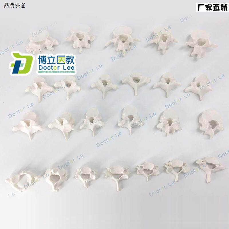 正品人体1:1骨骼散骨模型腰椎模型脊椎模型b胸椎模型教学模型