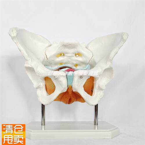 可拆卸女性盆骨带盆底肌肉模型子宫产科分娩助Q产教具产后修复月
