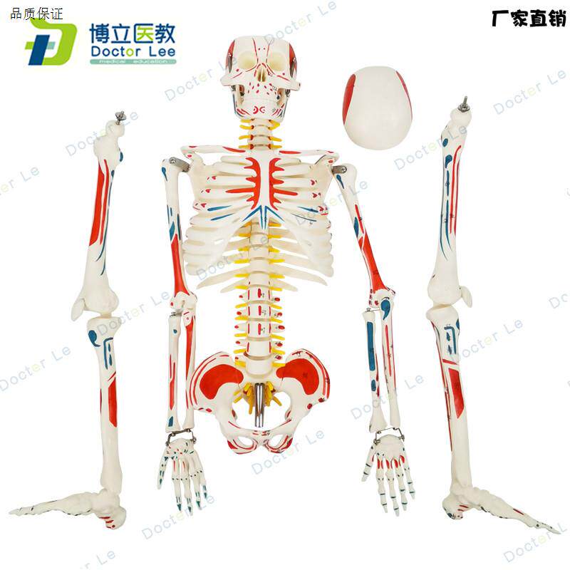 85cmz人体骨骼模型骨架人体模型成人小骷髅教学模型脊椎骨骼模型