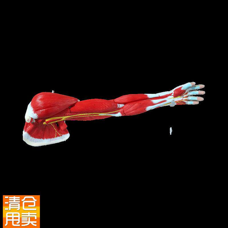 理月人体上肢肌h肉解剖模型运动腿骨骼康复运动健身教学肌肉手臂