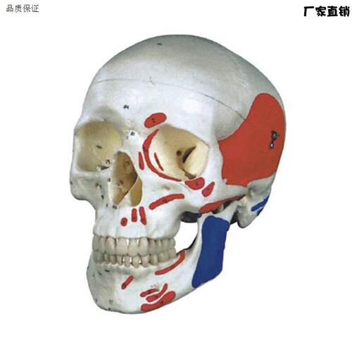 厂家直销D正品自l然大头颅骨肌肉着色模型包邮