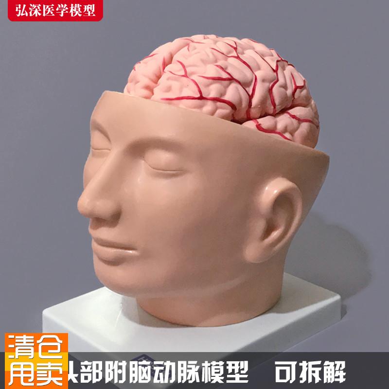 人体颅脑模型头部附带脑动脉颅内小脑结构大脑干解U剖医学教学模