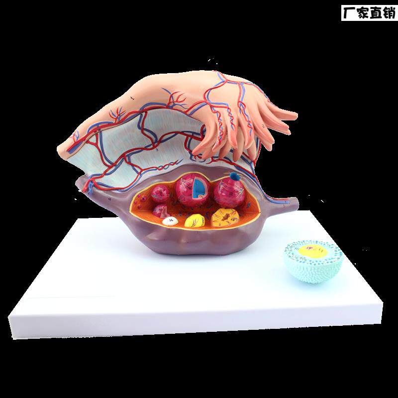 ENOVO颐诺卵巢子宫L模型医学妇科教学卵巢结构模型女性生殖系统