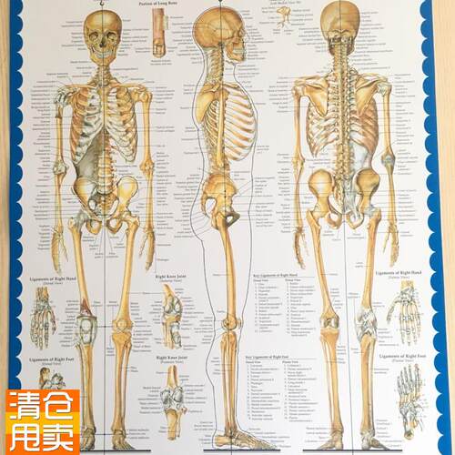 医用人体骨骼挂图人t体骨骼模型骨架模型头骨挂图