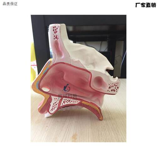 鼻腔解剖Z模型耳鼻喉科医用模型鼻腔模型鼻子模型口鼻结构模型