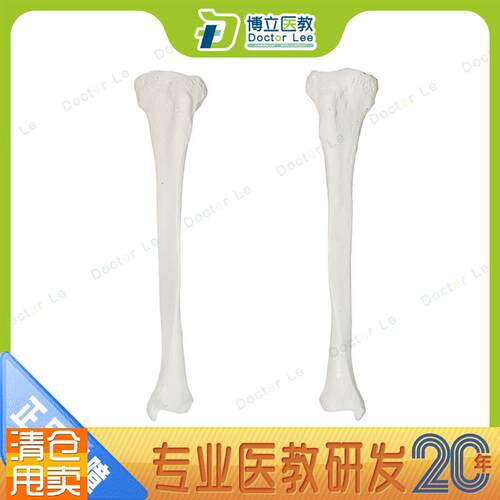 胫骨模型小腿骨医用教学器u材腓骨模具骨科手术教学四肢骨散骨模