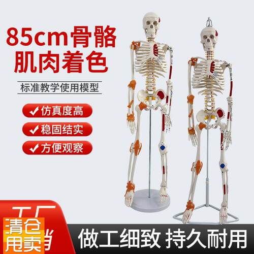 85CM人体骨骼模n型肌肉着色骨架模型附椎间盘神经肌肉起止点及韧
