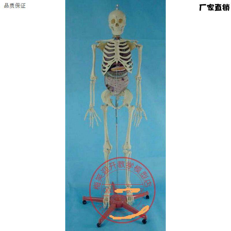 立式带内170zCM人体骨骼模型人体骷髅骨架模型医用人体标本