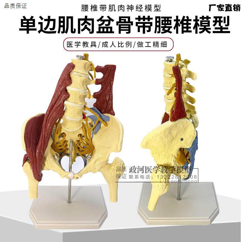 人体腰椎带骨盆肌肉模型盆骨椎间盘突v出产妇盆底肌修复演示教学