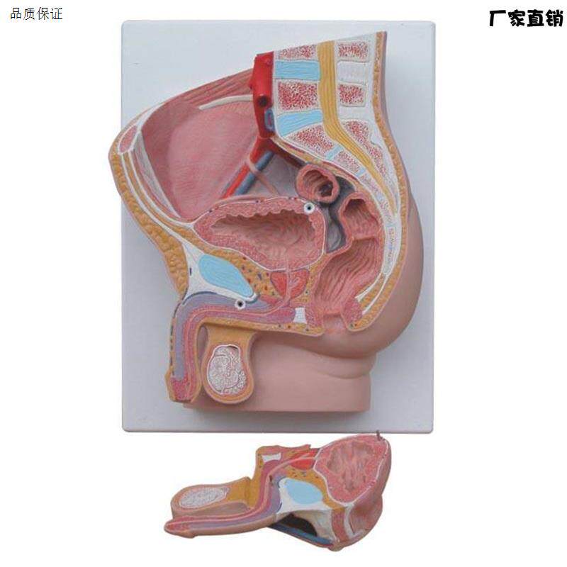 男性盆腔正中矢状解剖模型2件人体盆腔切面解U剖计生教具模型