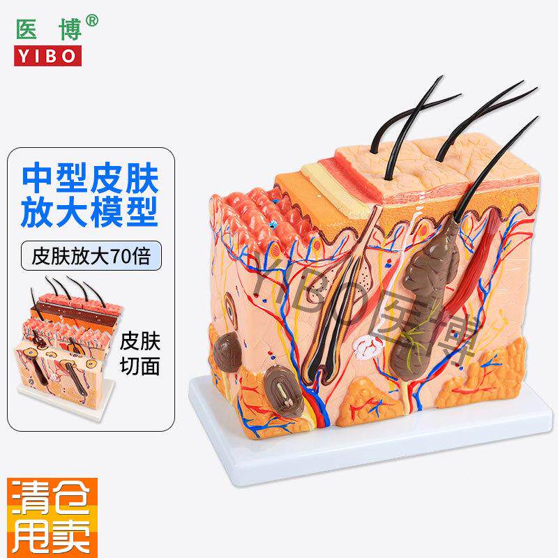 医博皮肤结构解剖模型美容教学皮肤组织层次立体构造微整形皮肤放