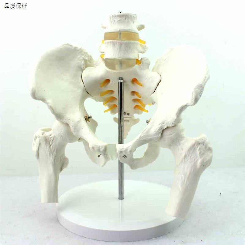 颐诺正品医用人体骨盆附y腰椎股骨头模型骨科1:1骨骼模型骨盆骨科