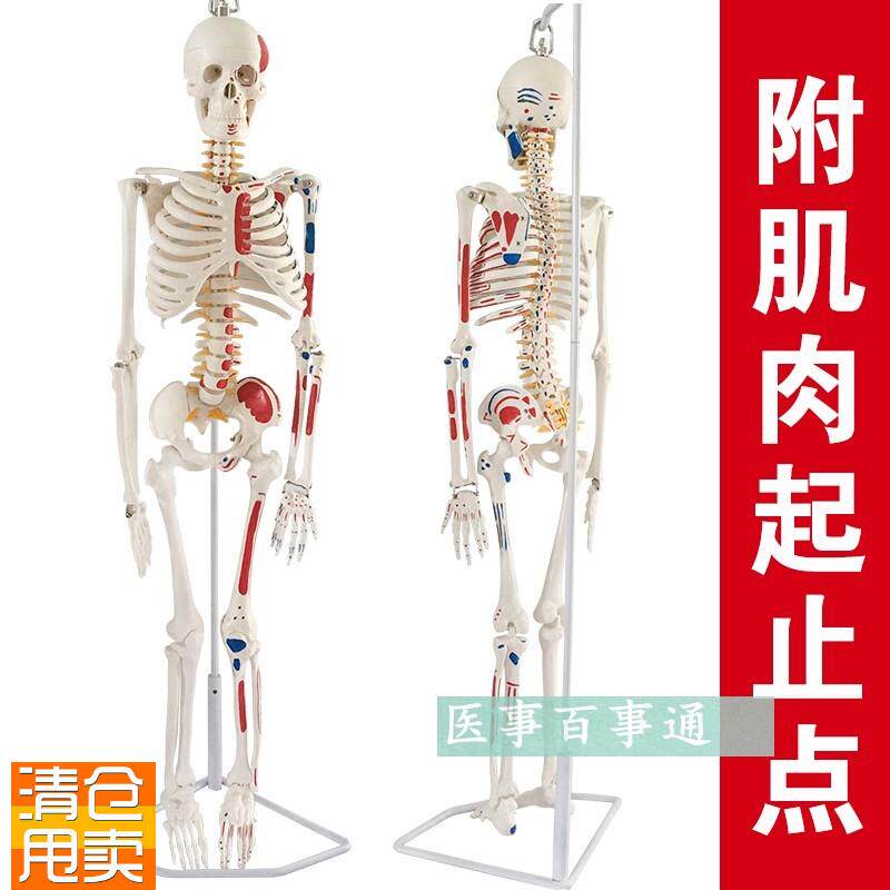 人体骨骼模型85CM人s骨架模型关节模型人骨标本腰椎模型教具