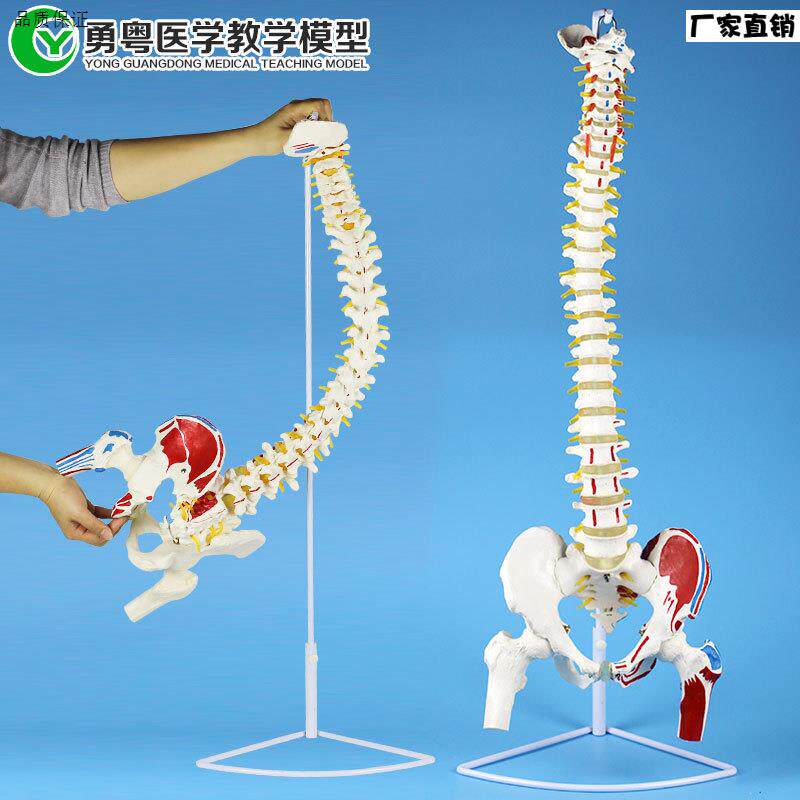 成人一比一人体脊椎带l肌肉起止点模型可弯曲按摩理疗教学模型