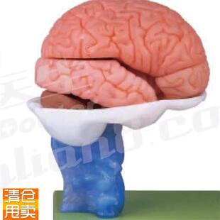 脑解剖模型GwD/A18203