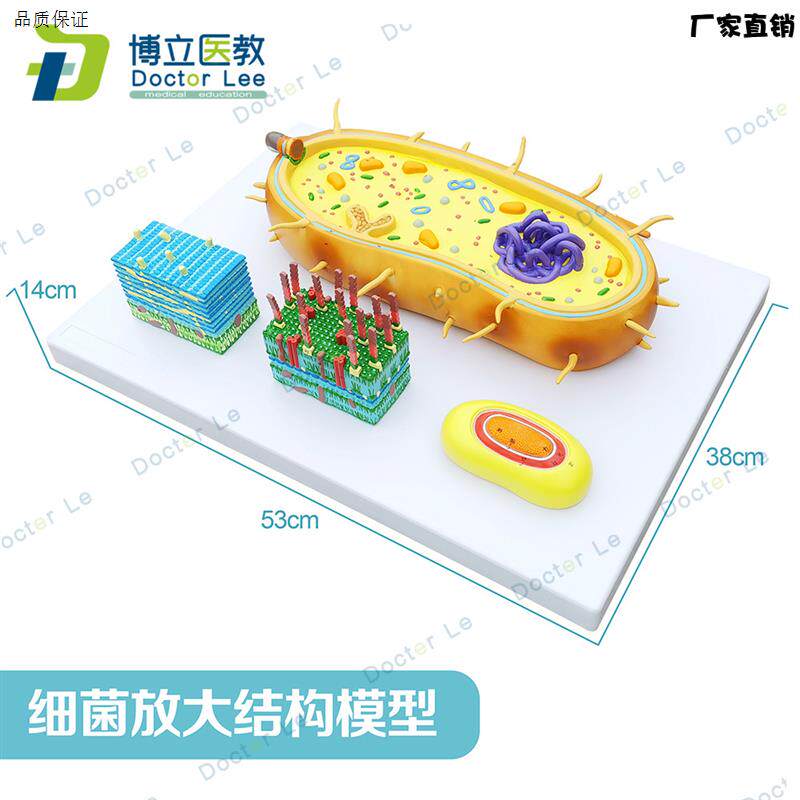 细菌放大模型三分病毒显微结构细胞标本染色体bDNA生物医学模型