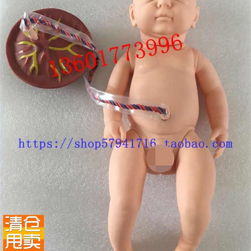新生儿脐带护理模l型出生儿脐带结扎护理初生儿附脐带模型
