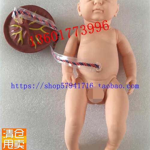 新生儿脐带护理模l型出生儿脐带结扎护理初生儿附脐带模型