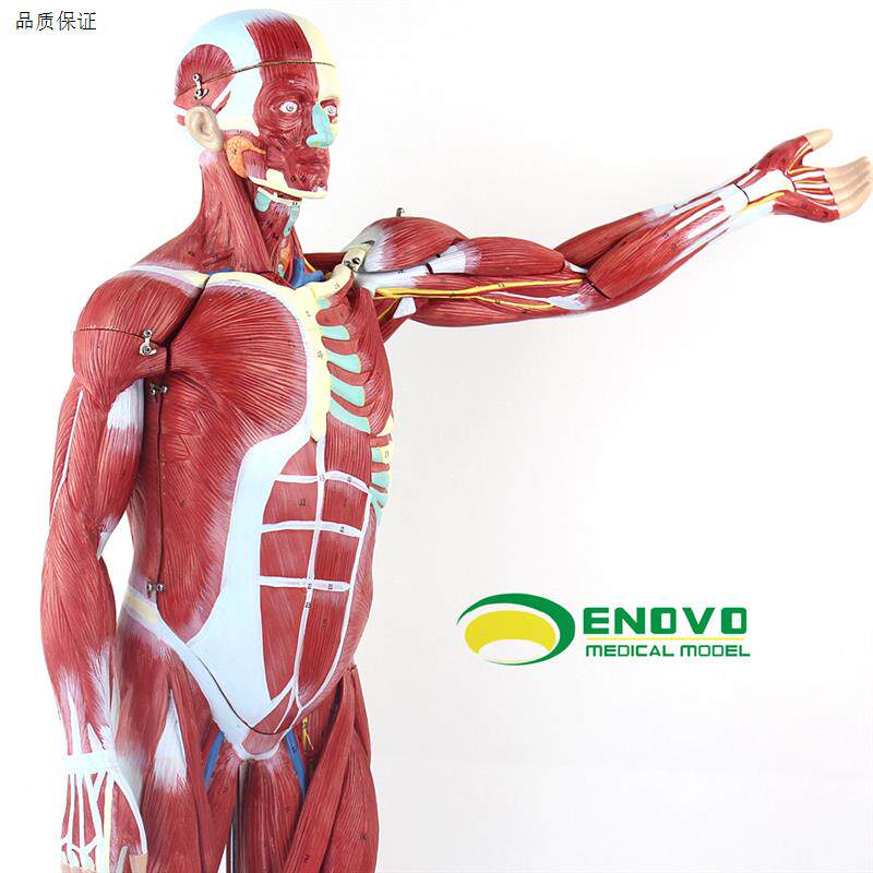 颐诺正品人体全身肌肉附内脏器官解剖模型医用人A体肌肉模型